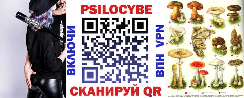 Купить где  Шлиссельбург  Псилоцибиновые грибы Psilocybe 